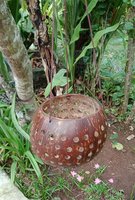 Flowerpot coconut polished. Art. code: CCB005. Size Diameter aprox 13-15 cm. Price FOB 3,20 usd.