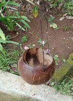 Flowerpot coconut polished. Art. code: CCB002. Size Diameter aprox 13-15 cm. Price FOB 1,25 usd.